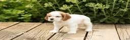 Cocker Spaniel dogs for sale: Daisy  - Ad 3