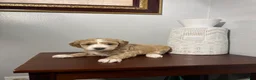 Maltipoo dogs for sale: Bella - Ad 3