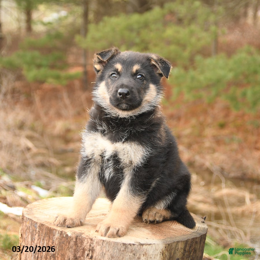 German Shepherd dogs Hudson - Ad 2