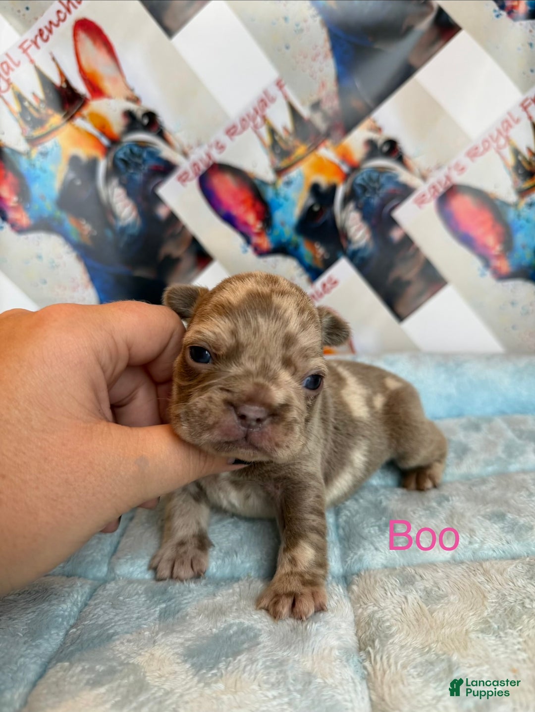 French Bulldog dogs for sale: Boo - Ad 7