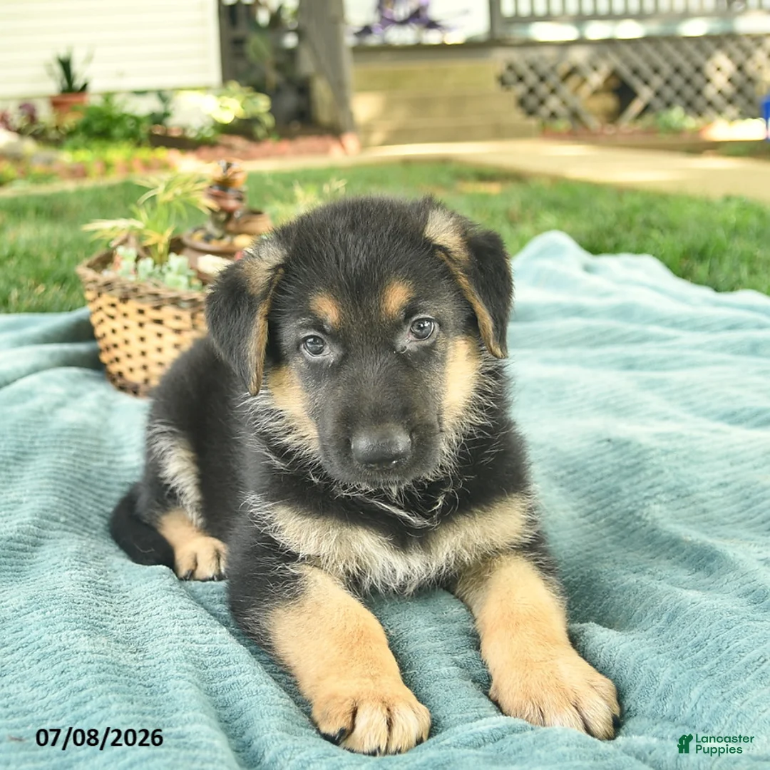 German Shepherd dogs for sale: Israel  - Ad 1