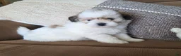 Maltipoo dogs for sale: Graham - Ad 4