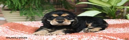 Cocker Spaniel dogs for sale: Duke - Ad 5