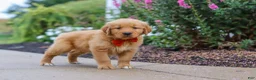 Golden Retriever dogs for sale: Biscuit - Ad 4