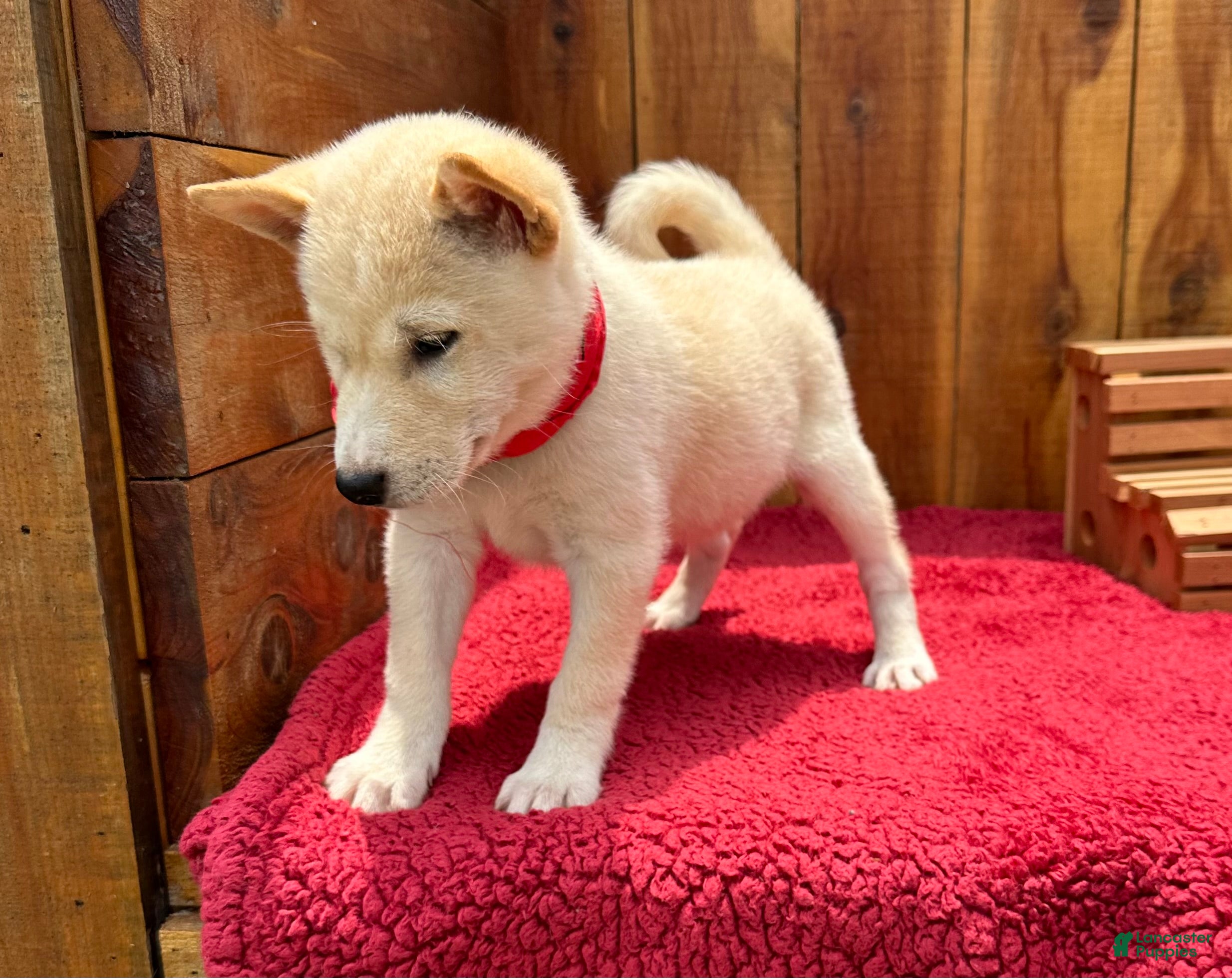 Shiba Inu dogs Shiba Inu Puppy 5 - Ad 1