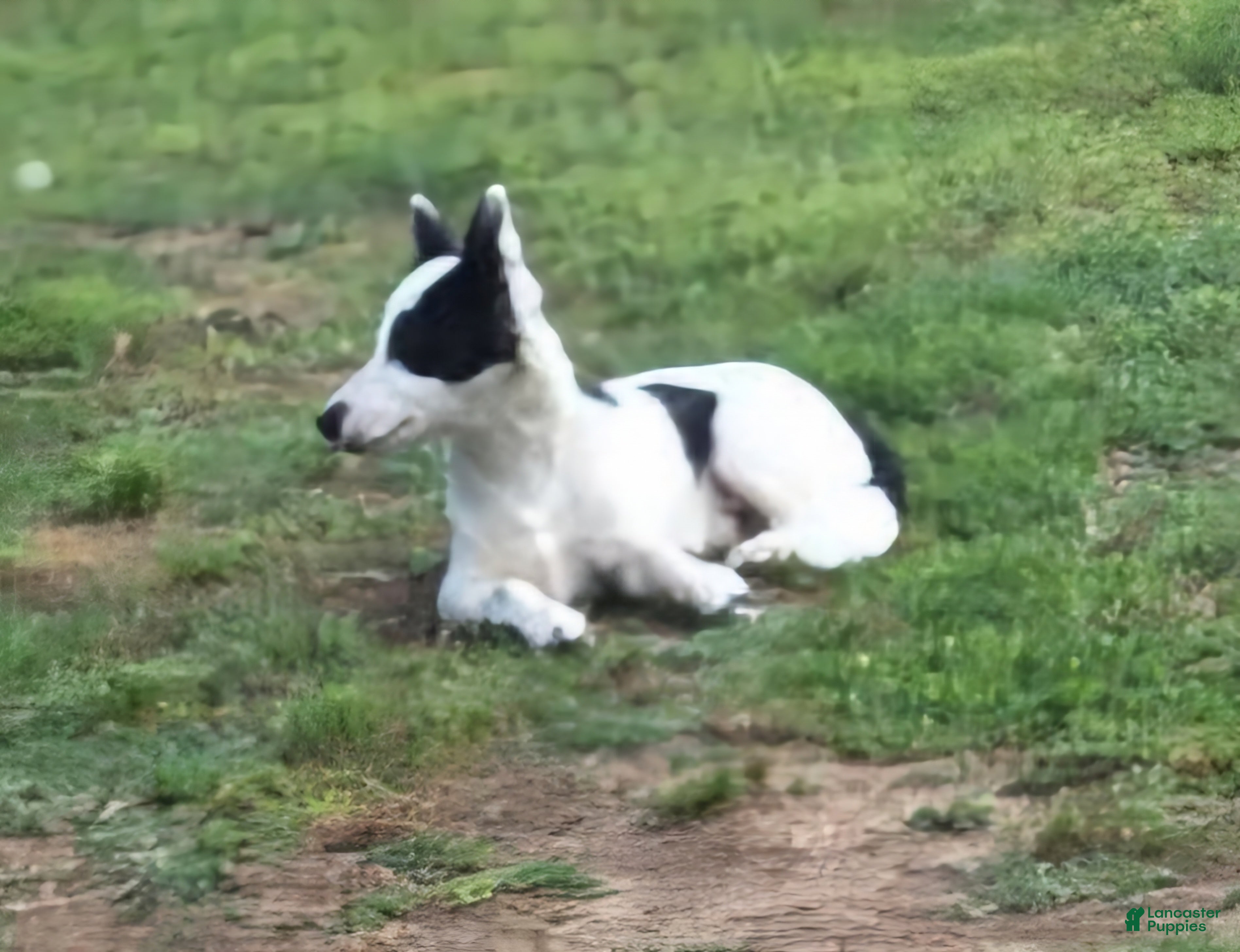 Chihuahua dogs Elmo - Ad 15