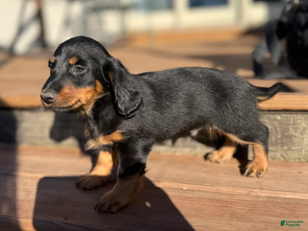 Dachshund dogs for sale: Nikko - Ad 2