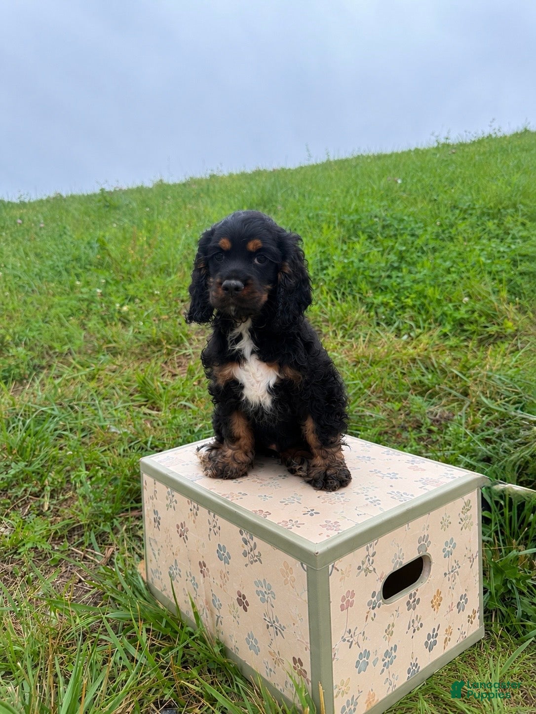 Cocker Spaniel dogs Ellie - Ad 2