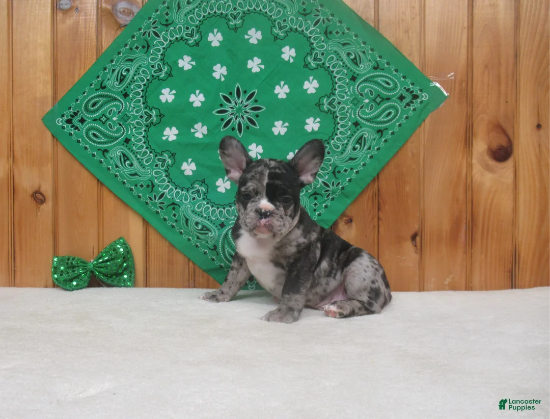 French Bulldog dogs for sale: AKC Cupid - Ad 1