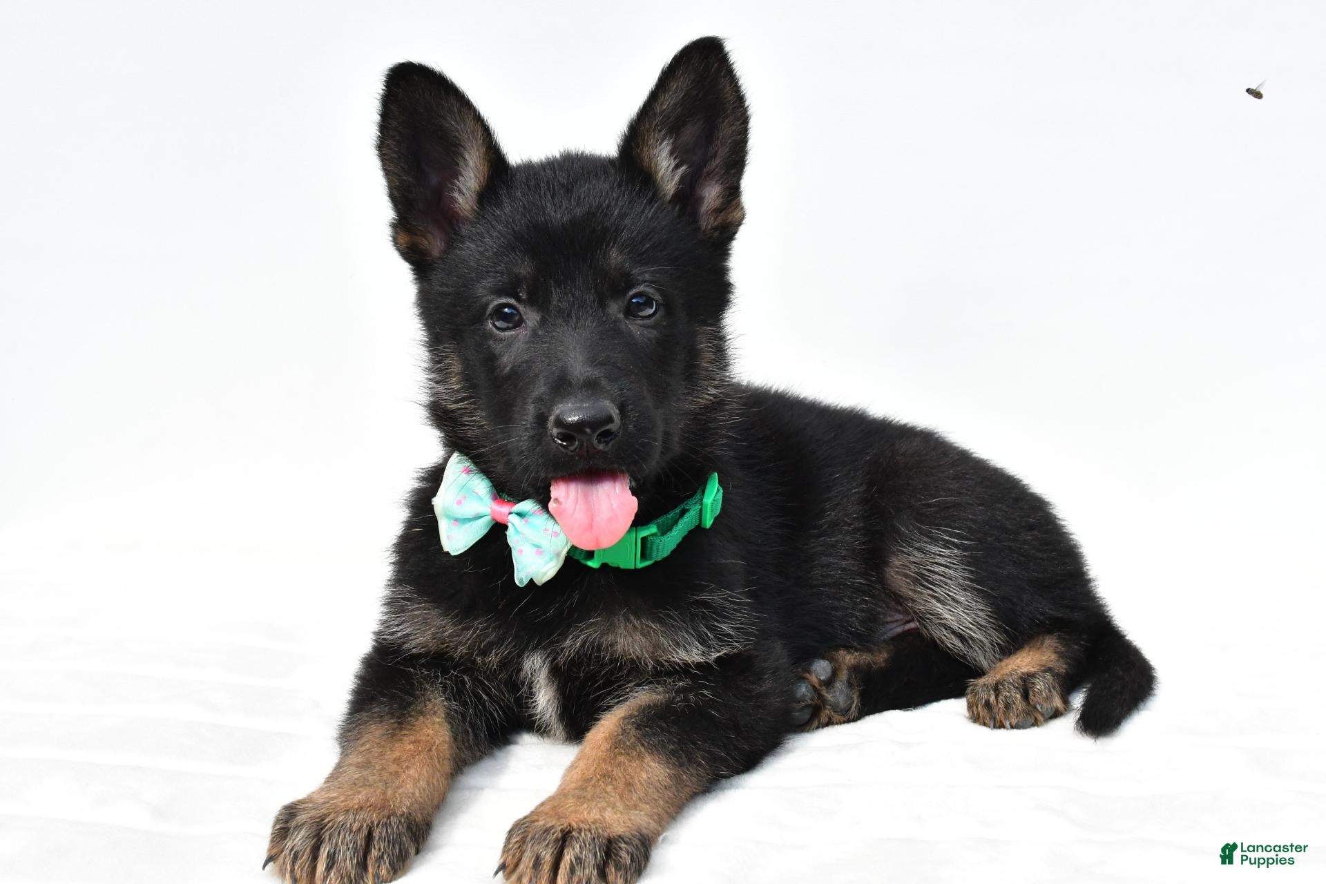 German Shepherd dogs Lyndon - Ad 1