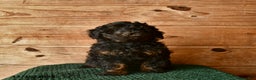Mini Goldendoodle dogs for sale: Nolen  - Ad 2
