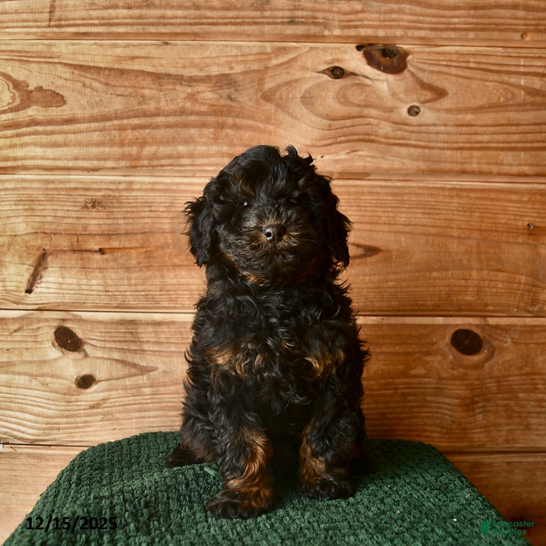 Mini Goldendoodle dogs for sale: Nolen  - Ad 2