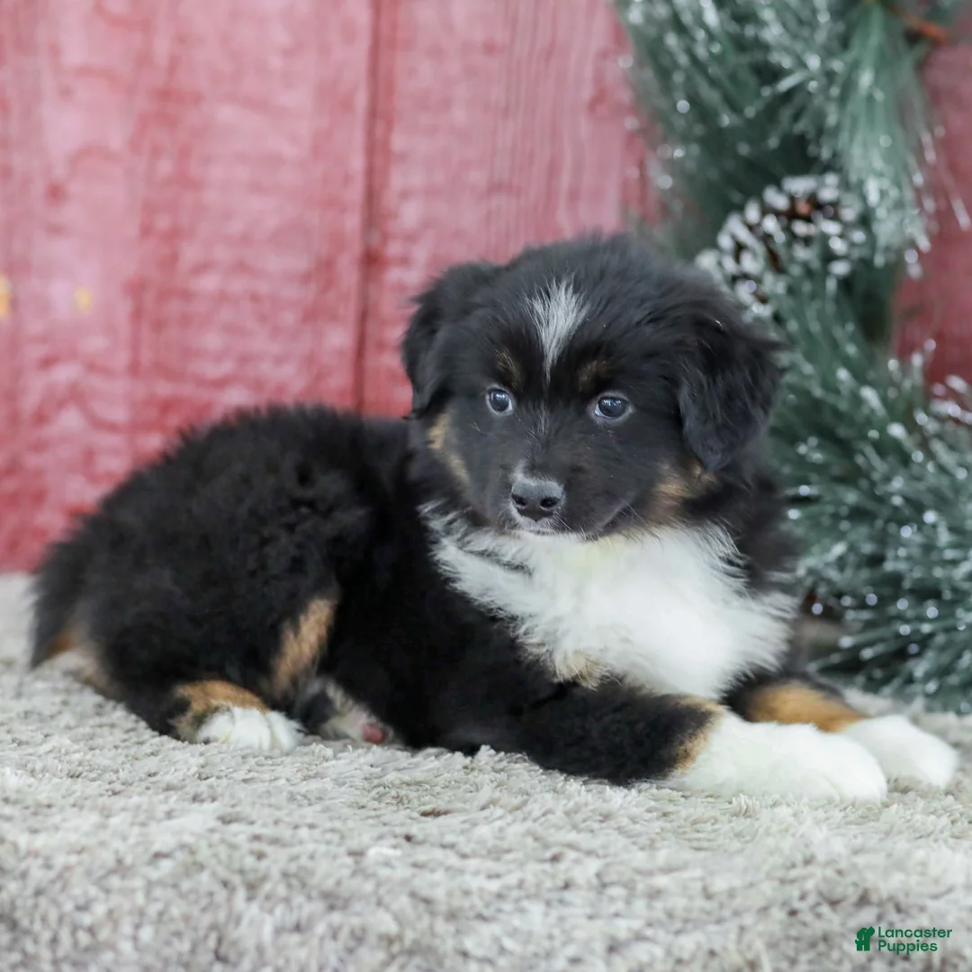 Miniature Australian Shepherd dogs for sale: Carly - Ad 4
