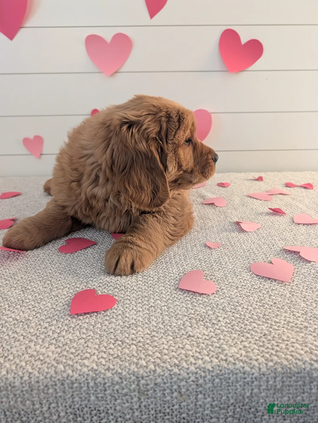 Golden Retriever dogs for sale: Duke  - Ad 10