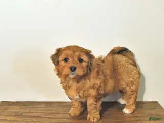 Mixed Breed dogs for sale: Ripley - Ad 1