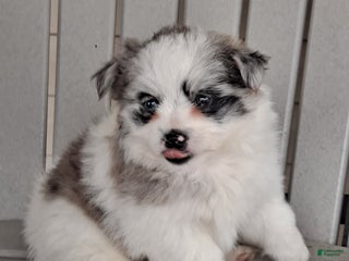 Mixed Breed dogs - Ad 32