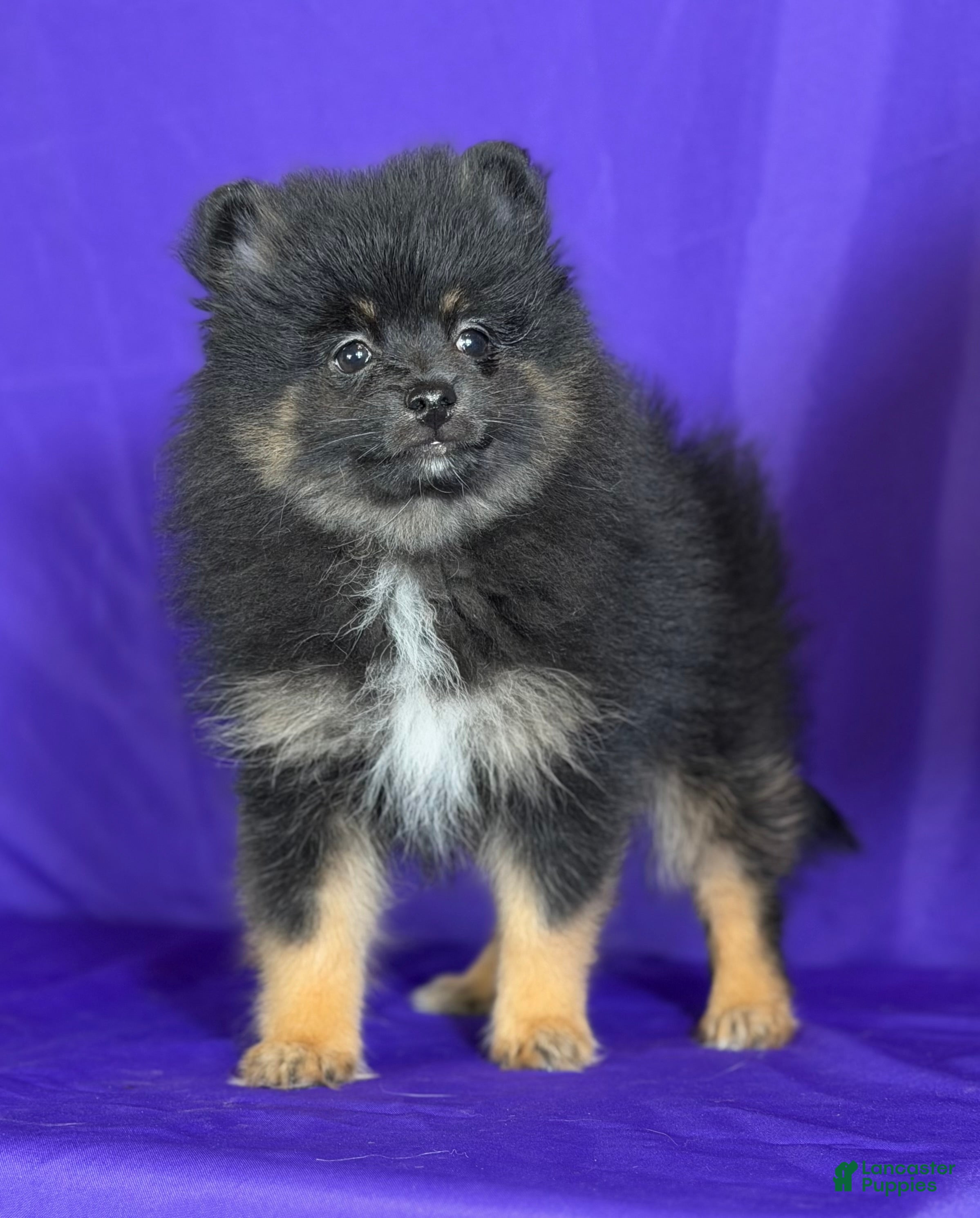 Pomeranian dogs Natalie - Ad 41