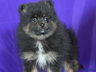 Pomeranian dogs Natalie - Ad 25
