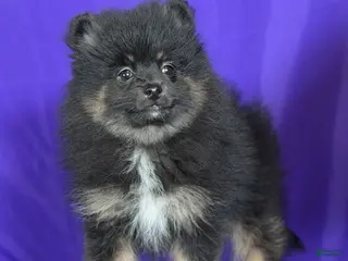 Pomeranian dogs Natalie - Ad 29