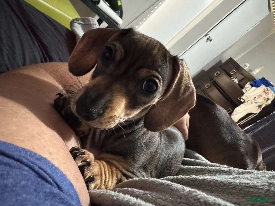 Chiweenie dogs for sale: Chiweenie Puppy 1 - Ad 6