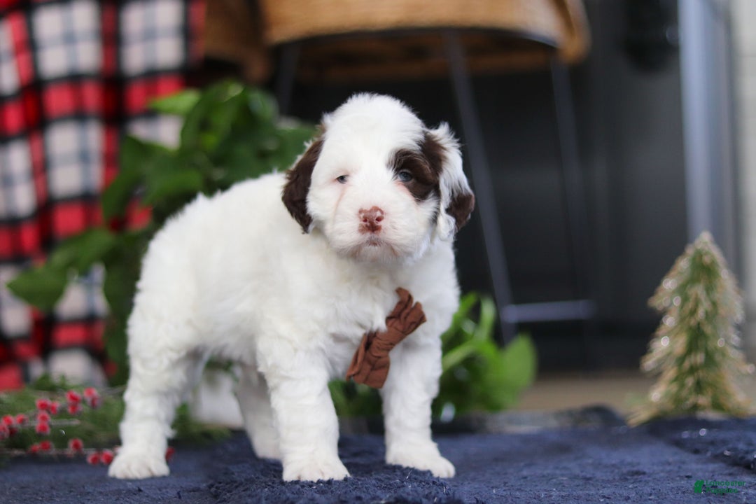 Portuguese Water Dog dogs for sale: Niko - Ad 5