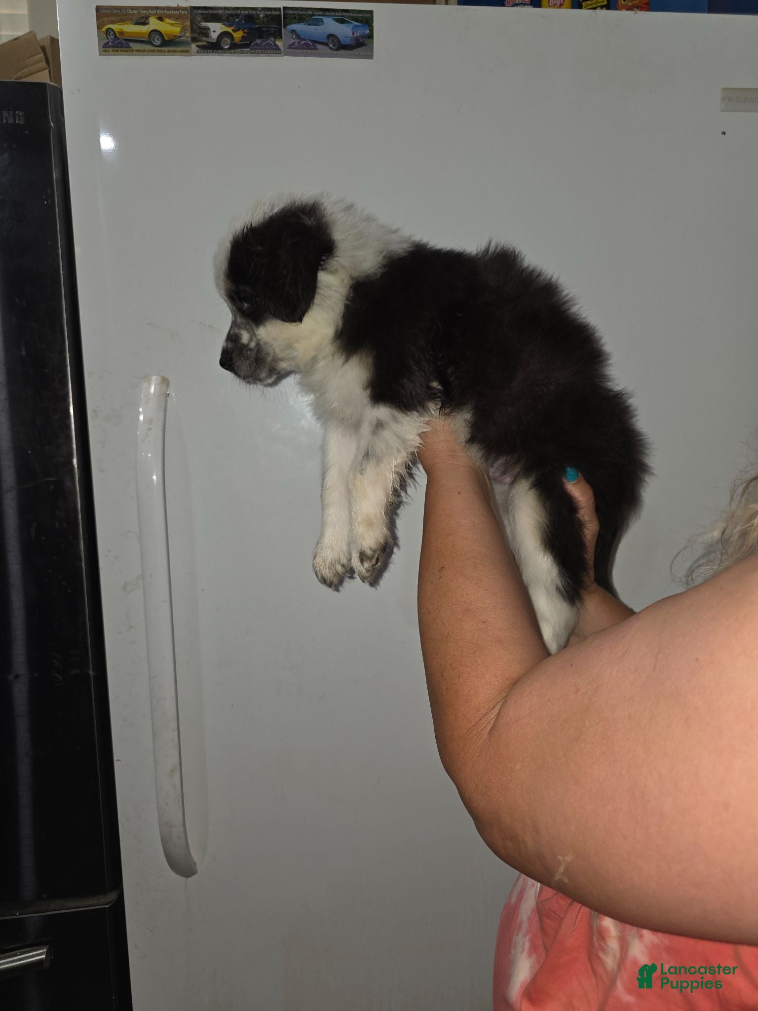 Mixed Breed dogs Peanut - Ad 2