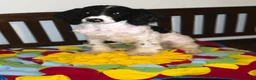 Sheepadoodle dogs for sale: Sheepadoodle 5 - Ad 2