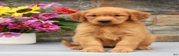 Golden Retriever dogs for sale: Sabrina - Ad 2
