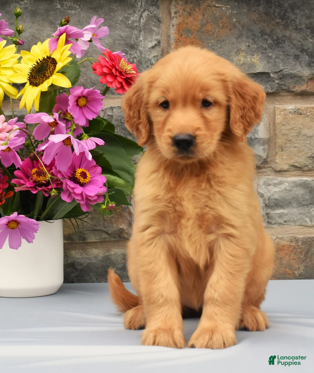 Golden Retriever dogs for sale: Sabrina - Ad 2