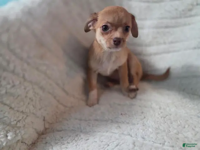 Chihuahua dogs Chihuahua 1 - Ad 18