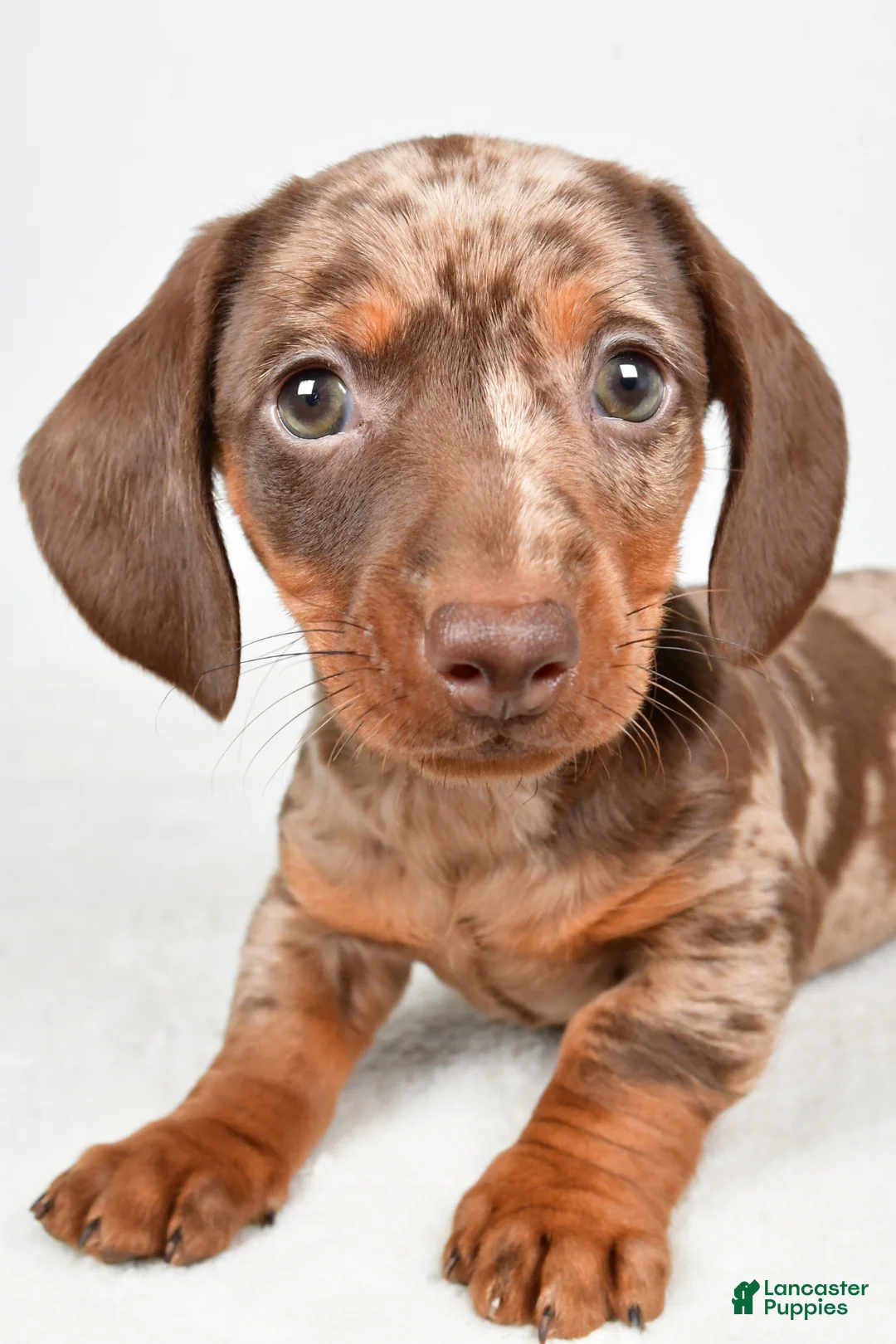 Dachshund dogs for sale: Cash - Ad 2