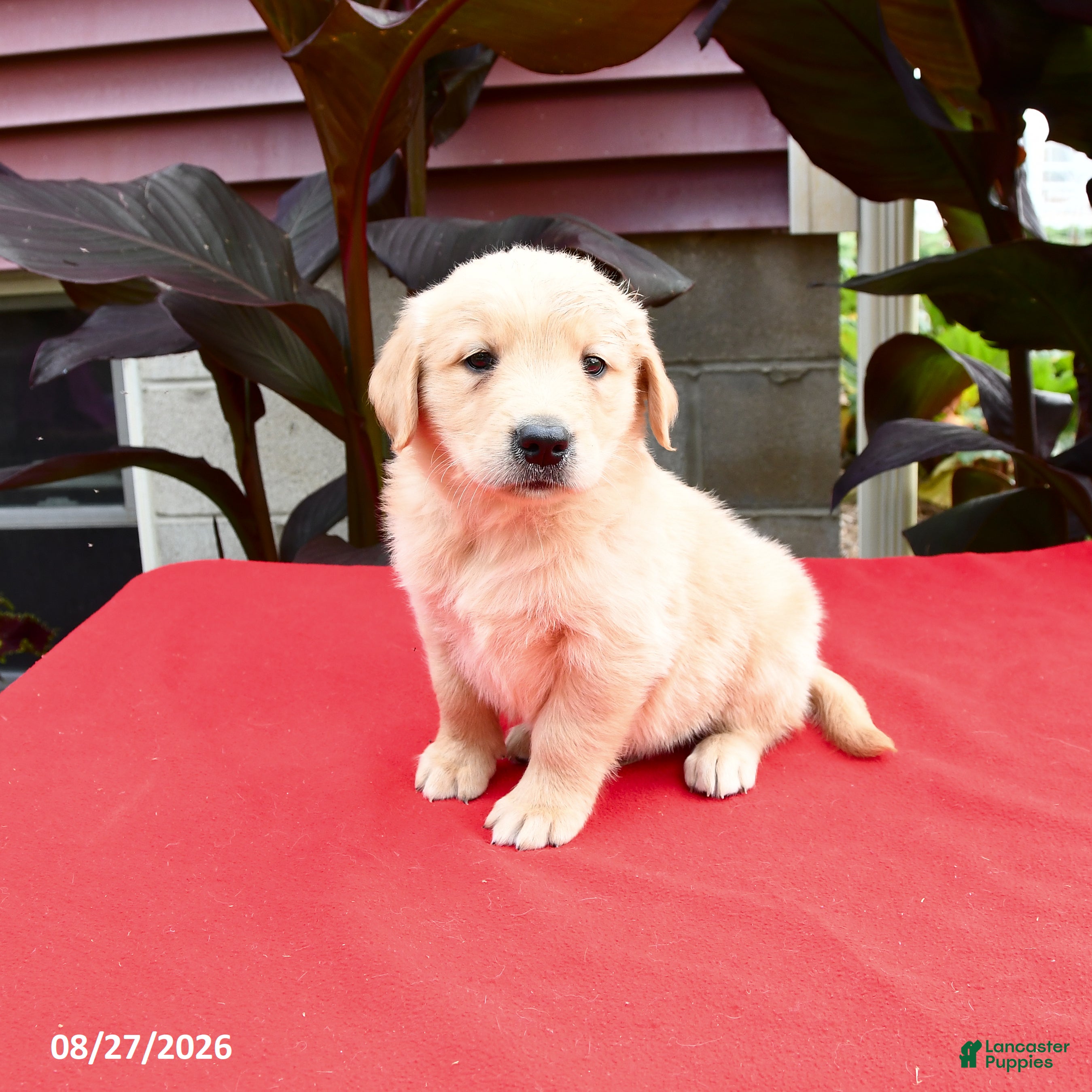 Golden Retriever dogs for sale: Chrisley - Ad 1