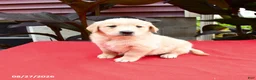 Golden Retriever dogs for sale: Chrisley - Ad 1