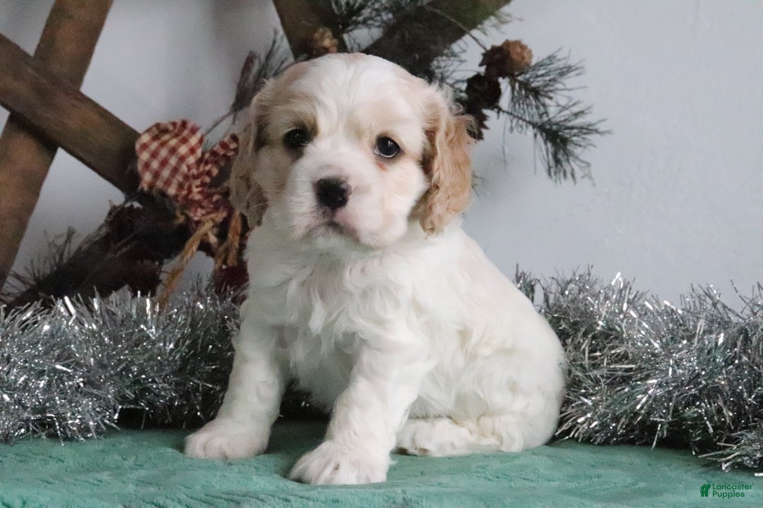 Cocker Spaniel dogs for sale: Diego - Ad 2