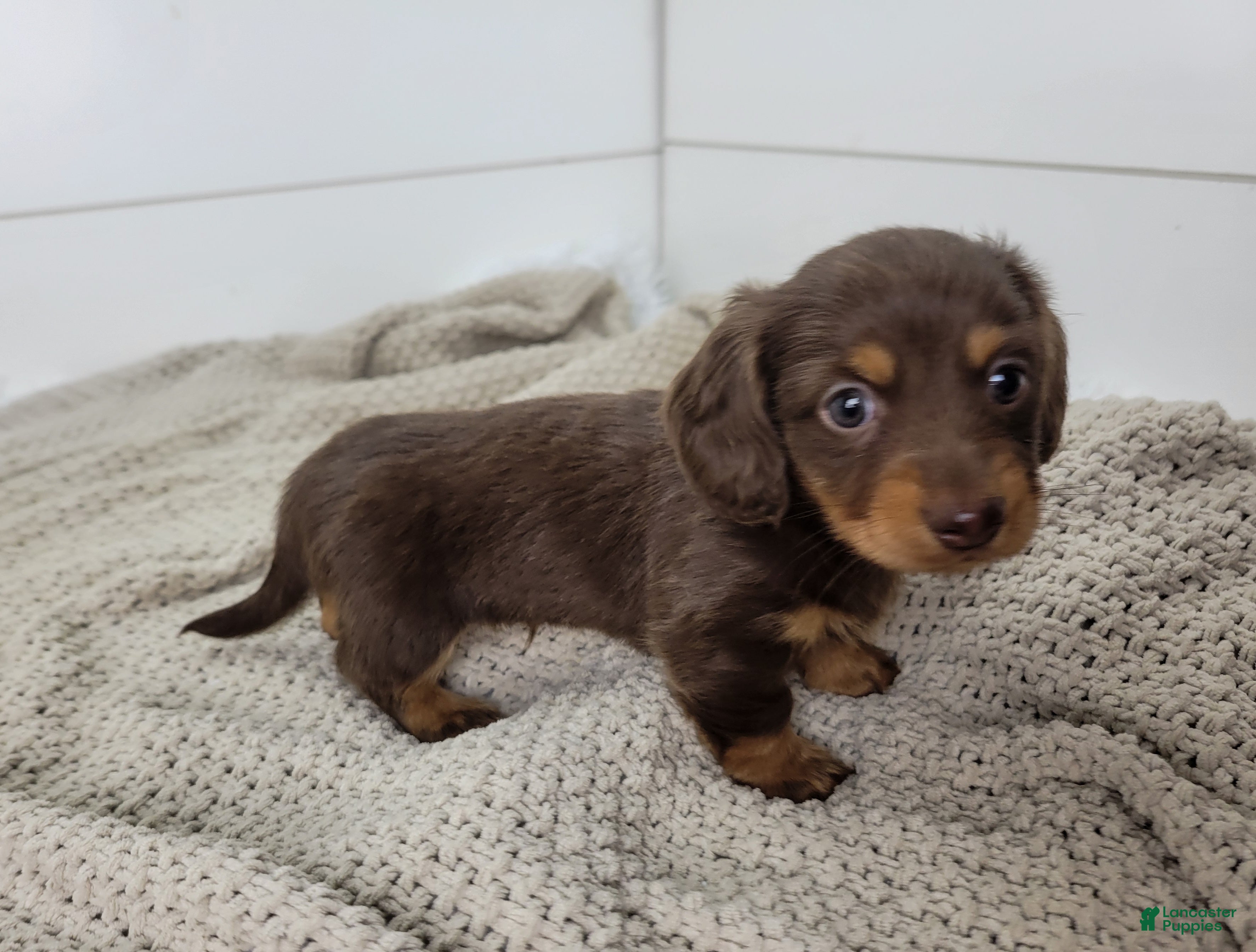 Dachshund dogs Ollie - Ad 2