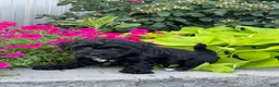 Lhasapoo dogs for sale: Abigail - Ad 3