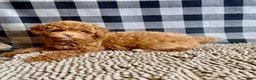 Miniature Poodle dogs for sale: Ned - Ad 6