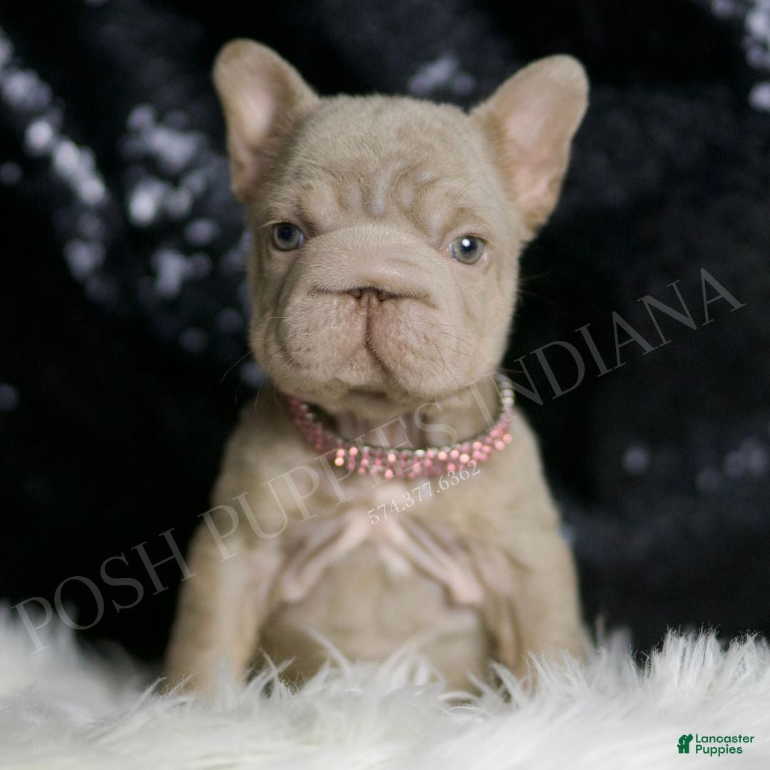 French Bulldog Puppies for sale in Milwaukee, Wisconsin