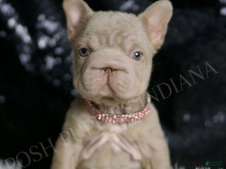 French Bulldog dogs - Ad 9