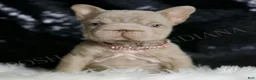 French Bulldog dogs for sale: Baby Boop - Ad 1