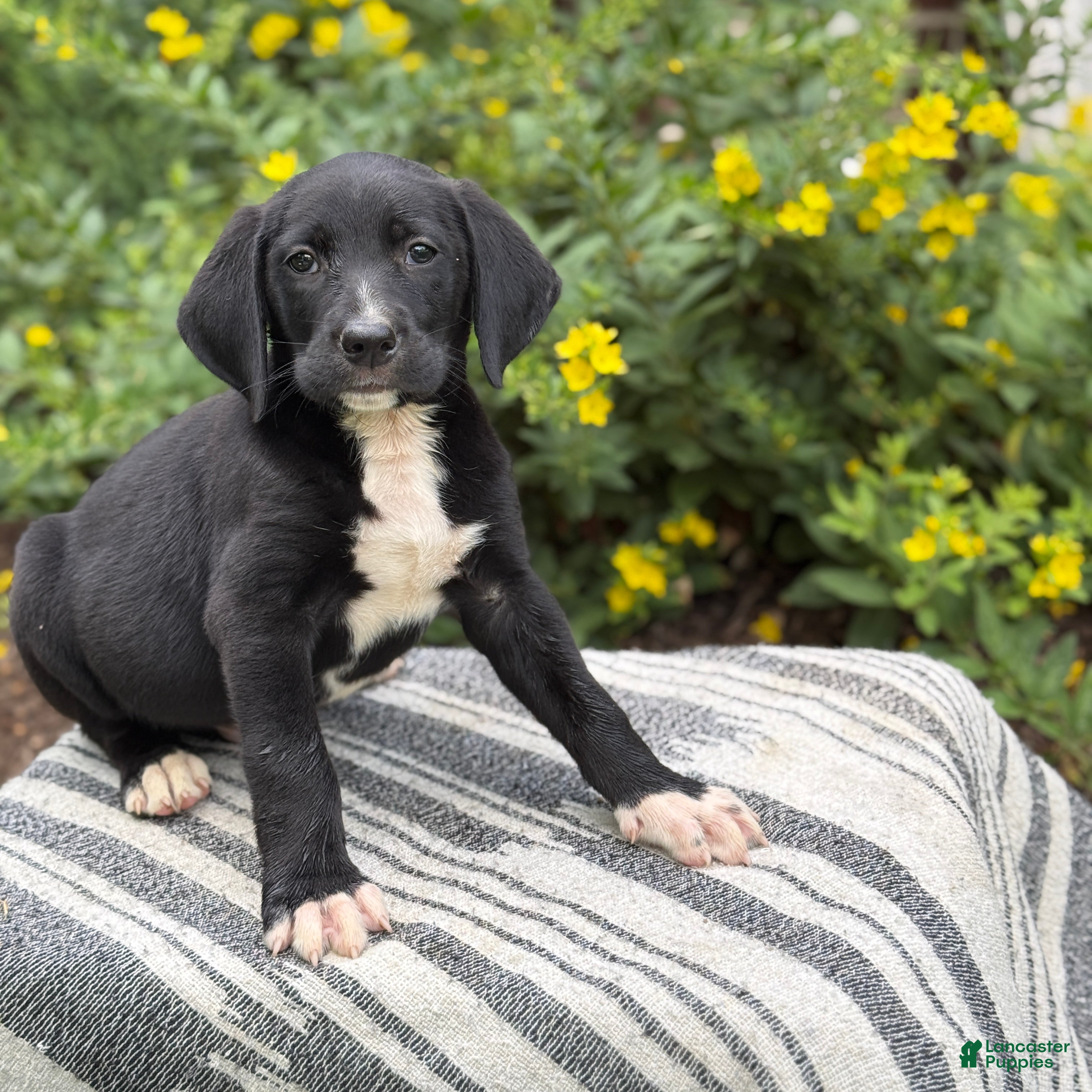 Mixed Breed dogs Griff - Ad 1