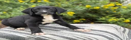 Mixed Breed dogs for sale: Griff - Ad 1