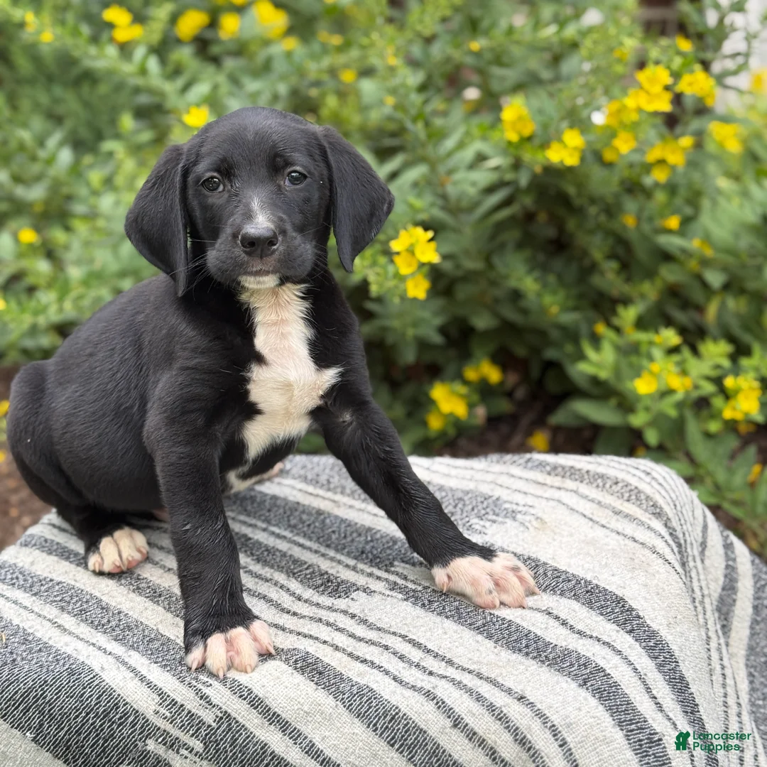 Mixed Breed dogs for sale: Griff - Ad 1