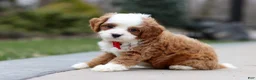Cavapoo dogs for sale: Little Bear - Ad 5