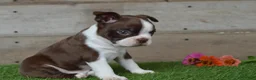 Boston Terrier dogs for sale: Boston Terrier 2 - Ad 7