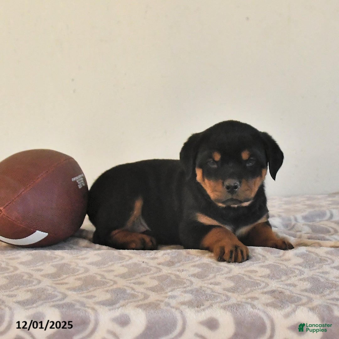 Rottweiler dogs for sale: Natalie - Ad 3