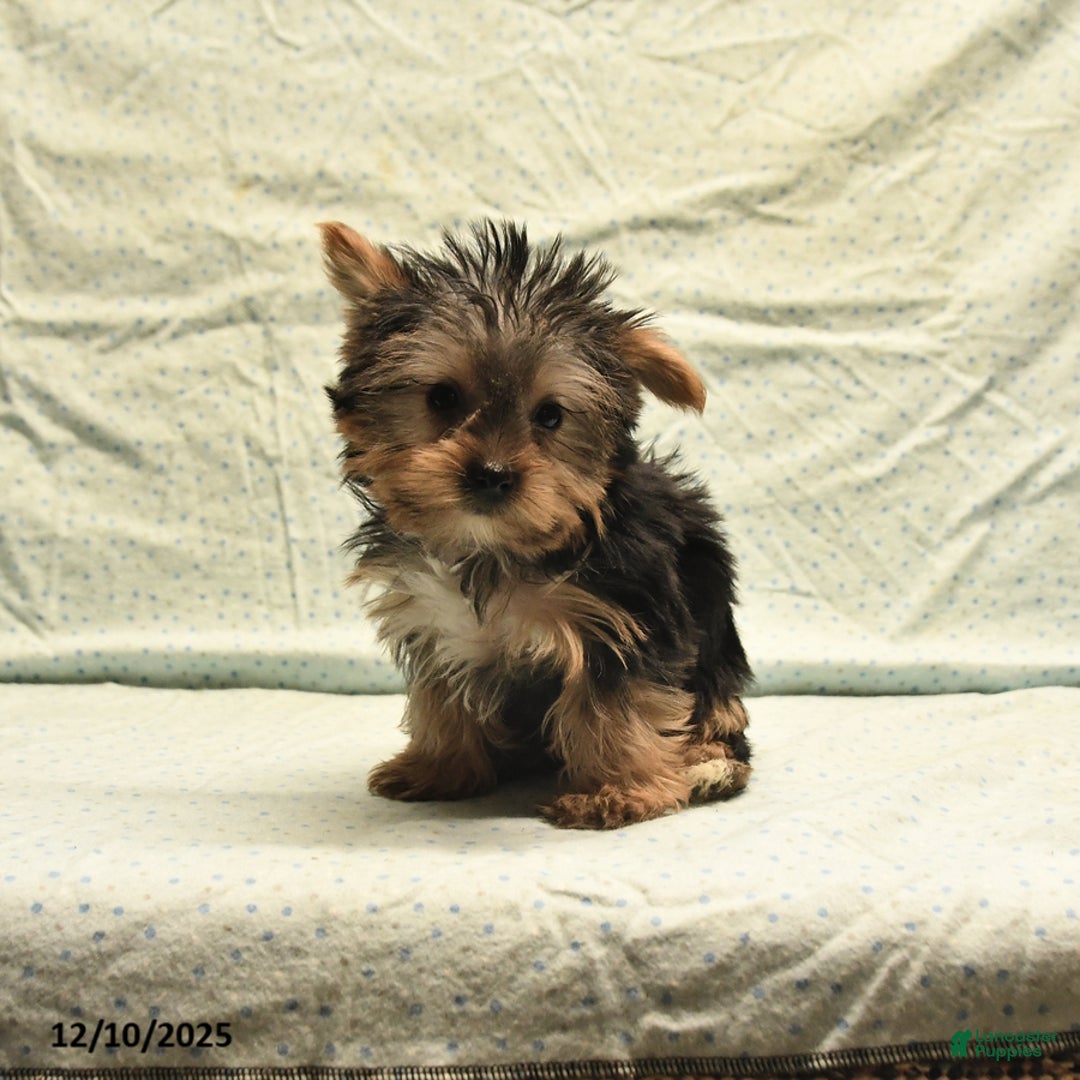 Yorkshire Terrier dogs for sale: Duke - Ad 1