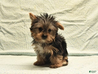 Yorkshire Terrier dogs Duke - Ad 24
