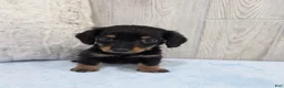Miniature Dachshund dogs for sale: Oreo - Ad 3