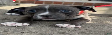 Zane